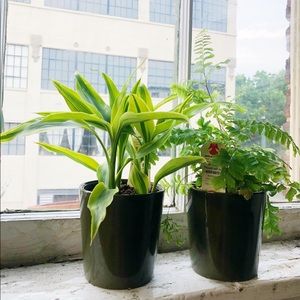 Olive Green Plant Pots -Set of Two